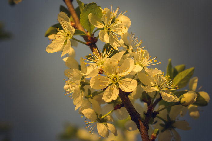 Цветы вишни освещенные солнцем на закате