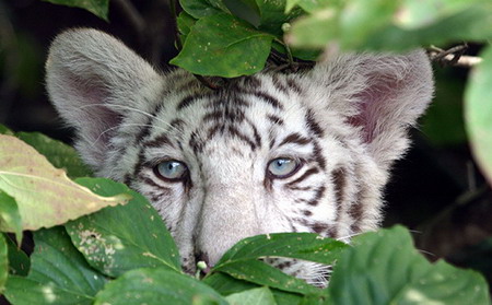 cat eyes cat eyes