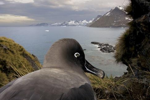 «Природа; серии», первое место. Южная Джорджия, Антарктика. Пол Никлен, National Geographic