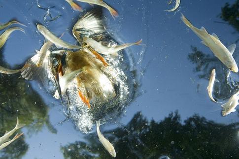 «Природа; одиночные фотографии», первое место. Зимородок на охоте. Венгрия. Джо Питерсбургер, National Geographic Image Collection