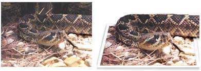 snake snake