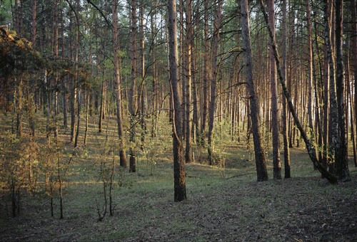 Выставка «Лесные истории»
