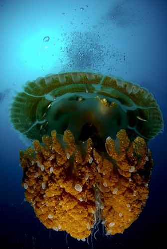 ежегодный конкурс подводной фотографии