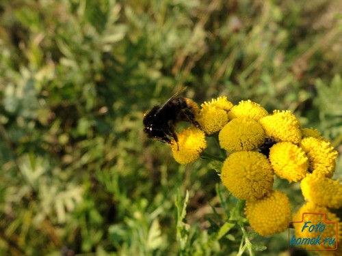 fujifilm-x20-sample-007