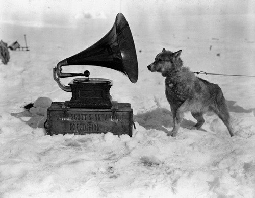 Собака Крис слушает патефон во время Британской антарктической ("Терра Нова") экспедиции 1910-1913 гг. Фотография, сделана Гербертом Понтингом в январе 1911.