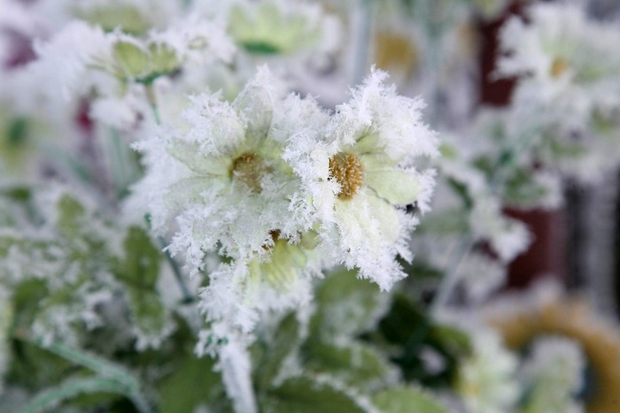 Зимняя фотосъемка цветов