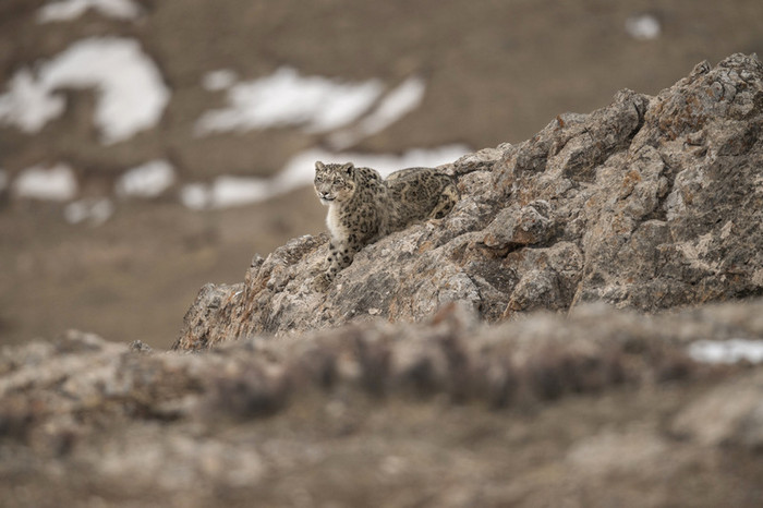 Венсан Мюнье - фотопроект о вымирающих животных Тибета