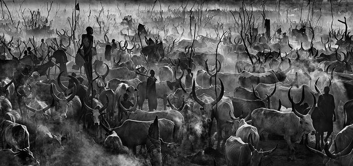 "Встречи с дикой природой" - фотовыставка Дэвида Ярроу