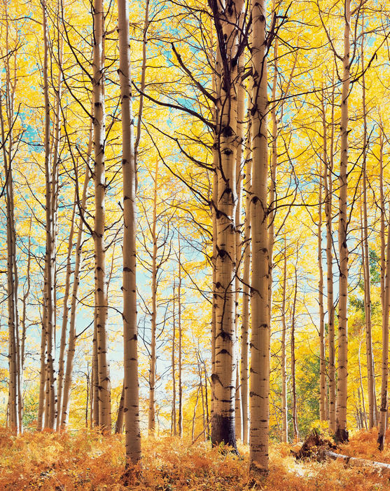 Christopher Burkett. Translucent Forest, Colorado, 2003.