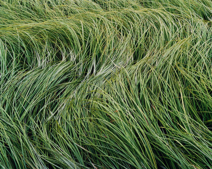 Storm Tossed Grasses new hampshire