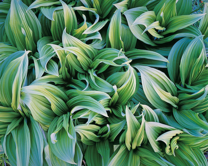 Christopher Burkett Green Veratrum, Alaska, 1993